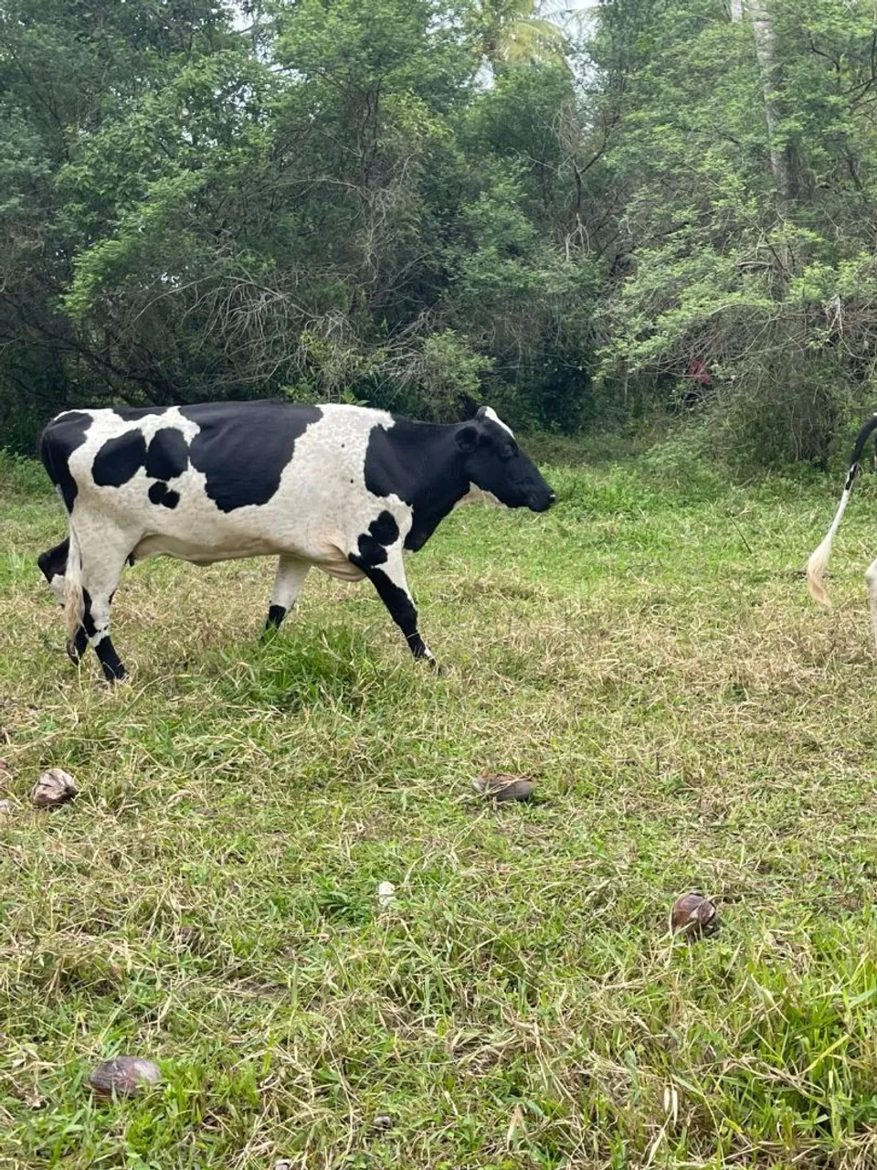 Vaca holandês e girolando