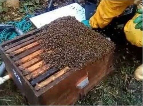 Caixa para Abelhas Langstroth Com Arame e 1 Melgueira - Foto 2