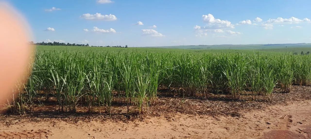 Fazenda de cana para envestidor  - Foto 2