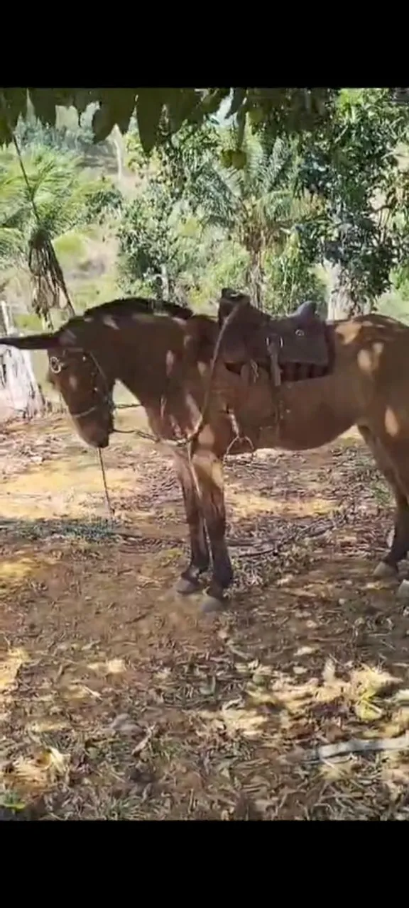 Mula grande cavalgada e serviço