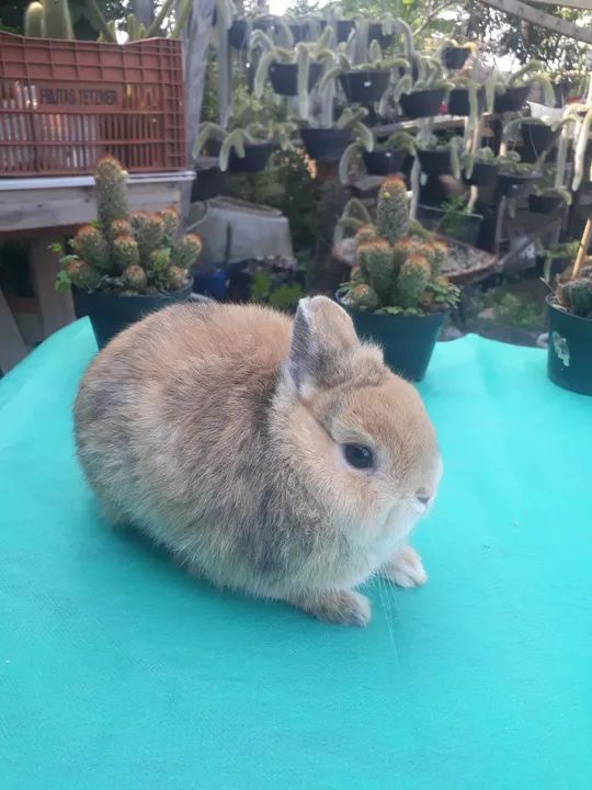 Coelho anão importado harlequim padrão show  - Foto 3