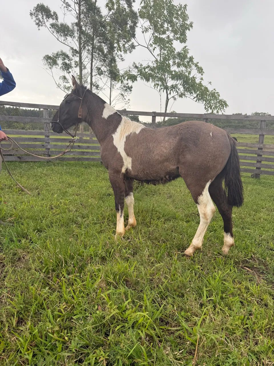 Potro Tobiano Diferenciado 9 meses - Foto 3