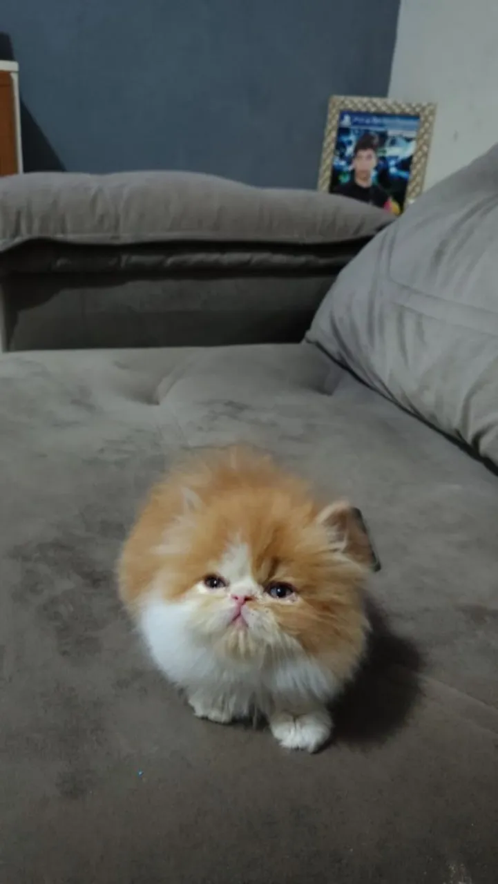 Gatinho Persa - Fofo e Carinhoso