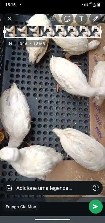 4 Filhotes de Angola branca com 30 dias de vida - Foto 2