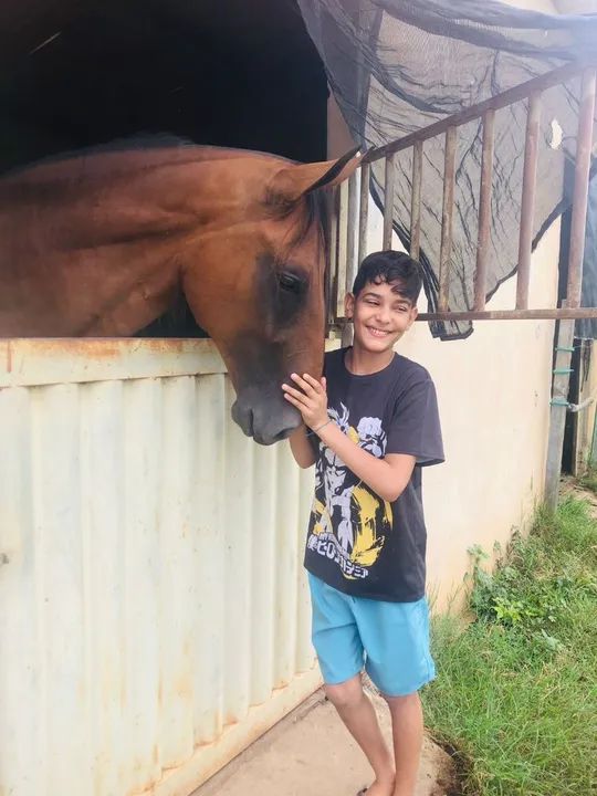 Garanhão Campolina Marcha Picada - Foto 4