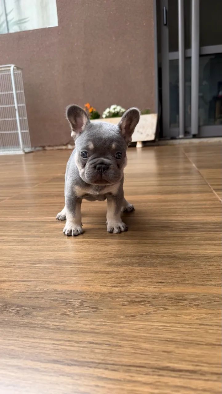 Casal de Bulldog 