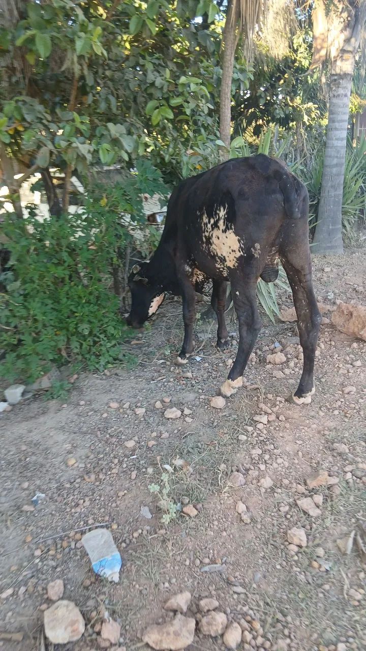 Garrote  - Foto 3