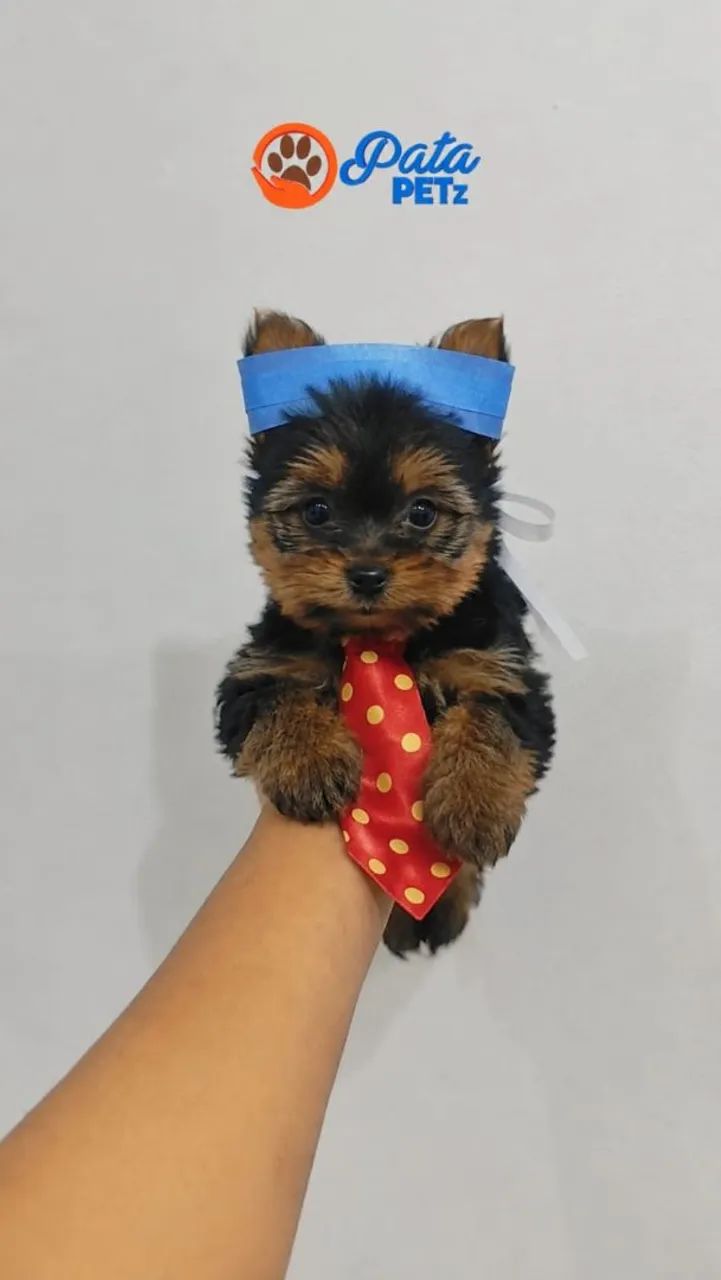 Bebê de Yorkshire - Foto 4