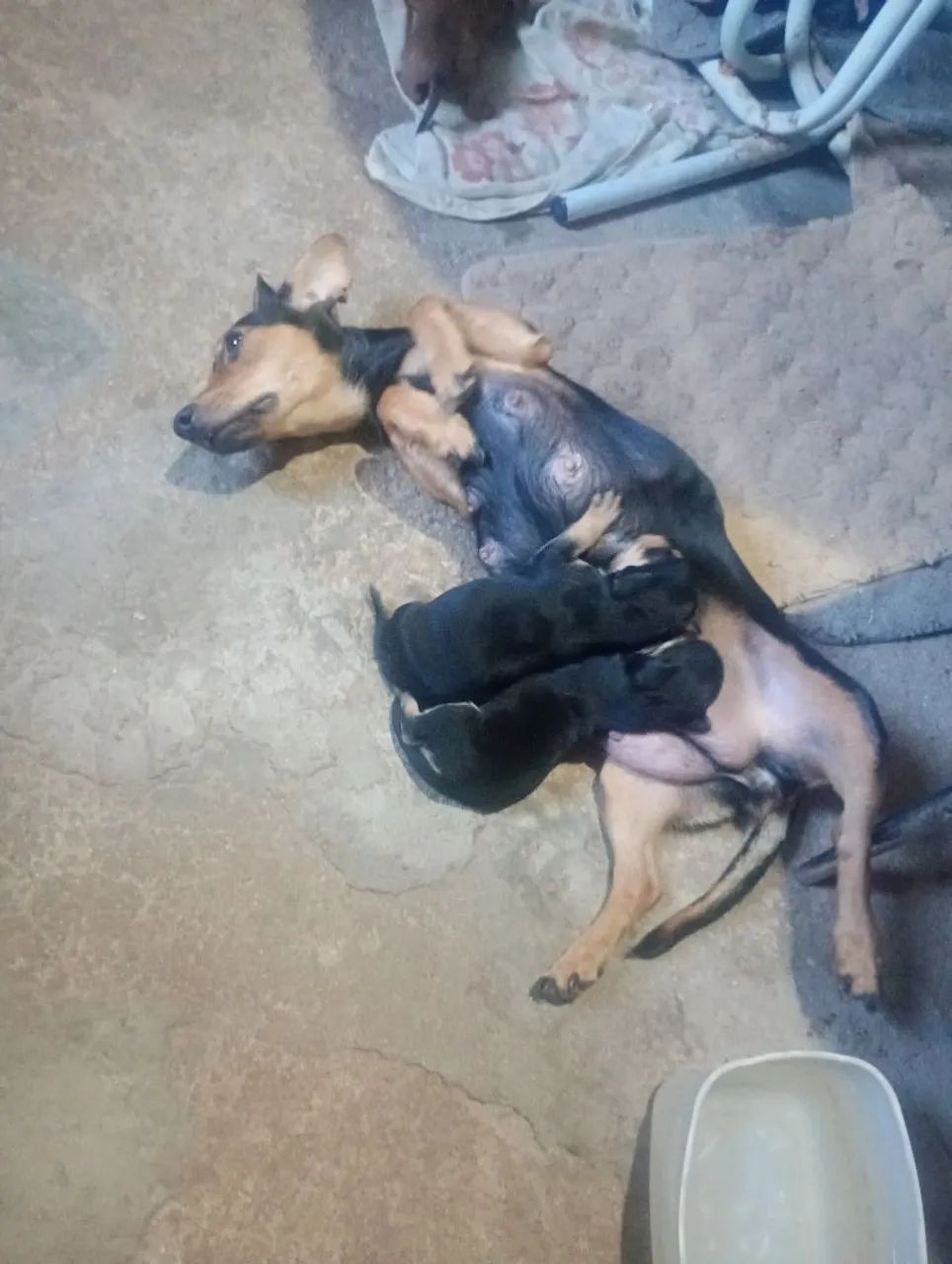 Cachorro 