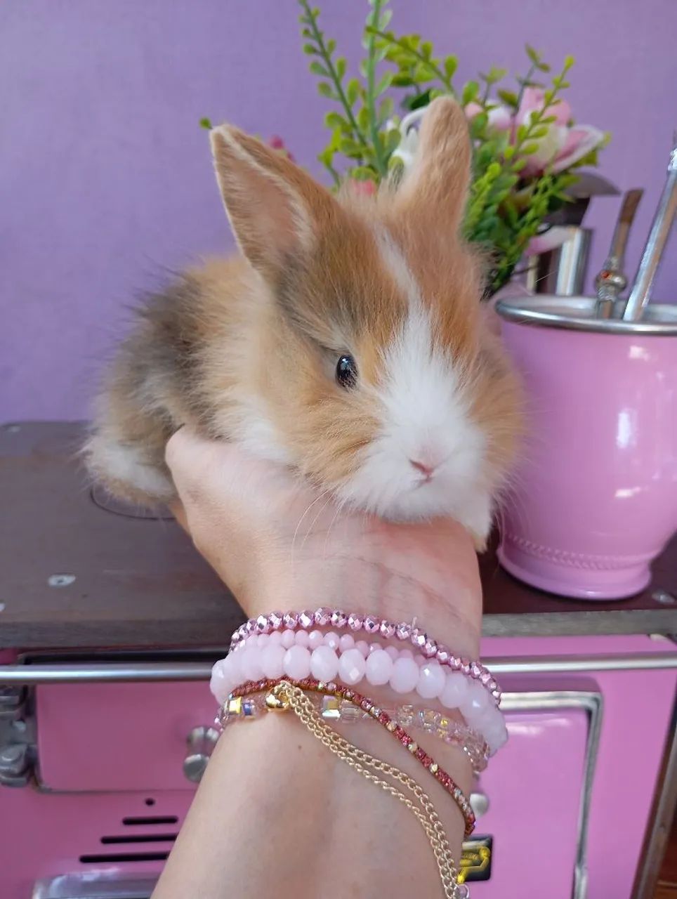 Mini Lion 446520003585658882