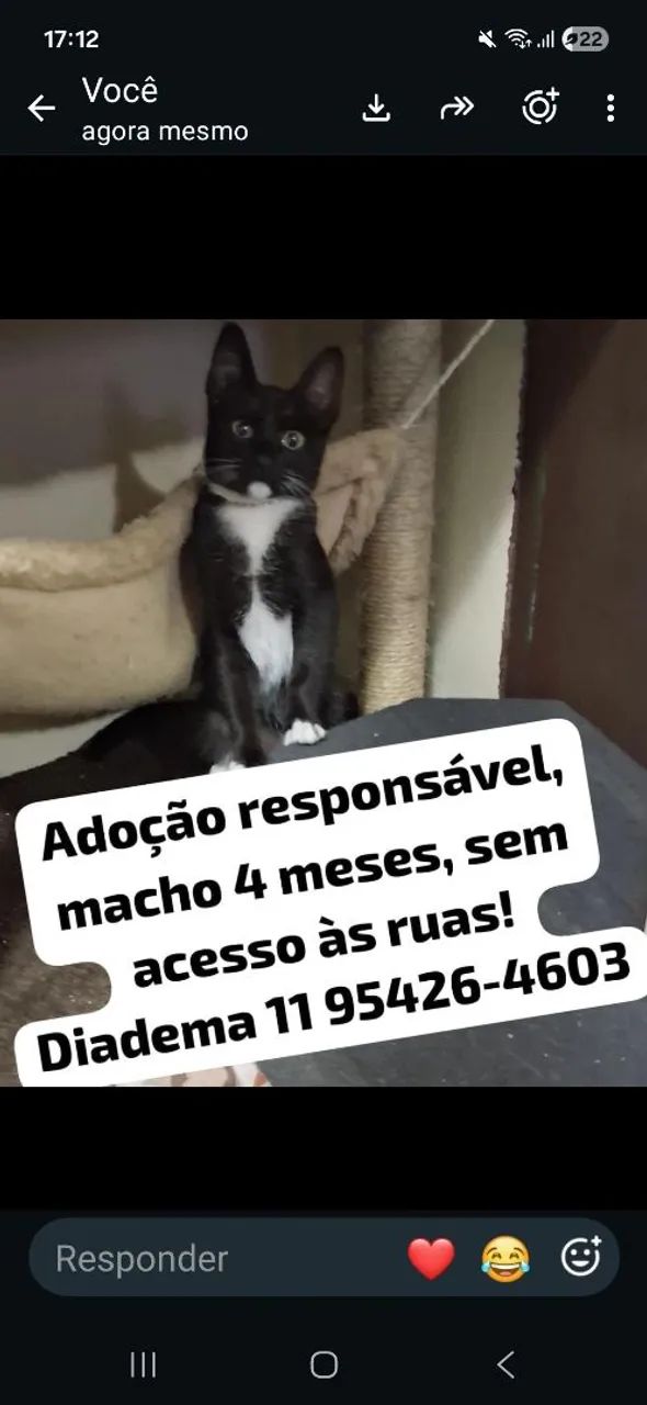 Gato doação  - Foto 3