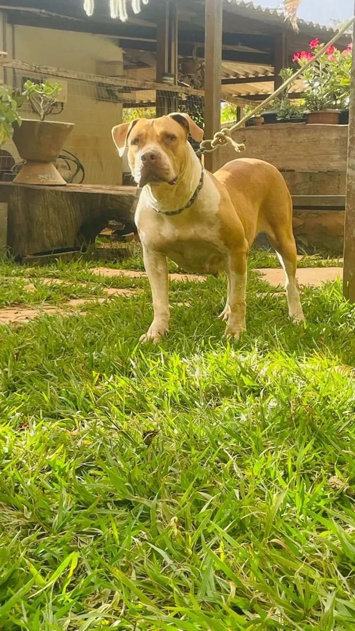 Pit monster 