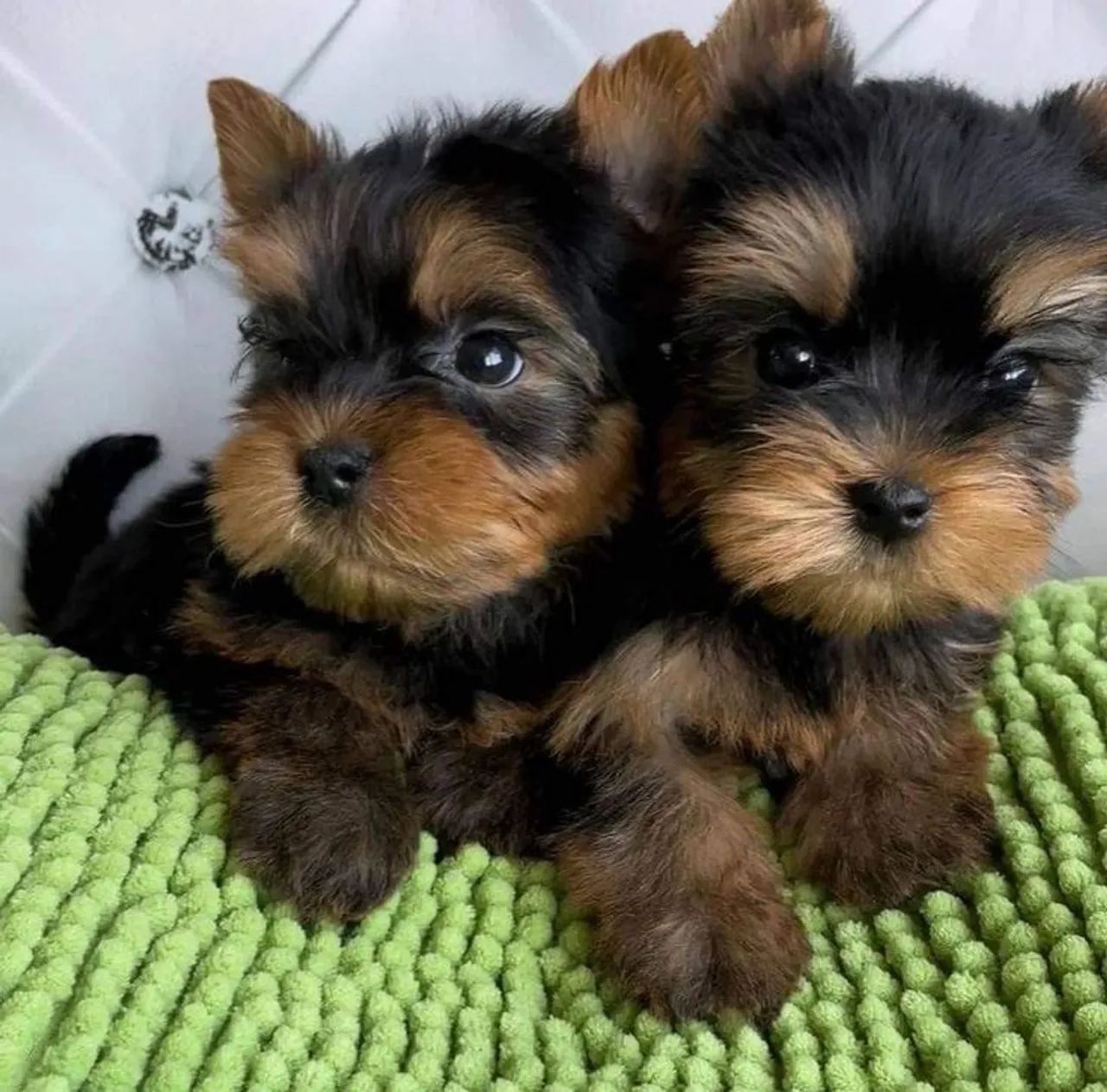 Yorkshire Terrier - Carinho Em Cada Momento 