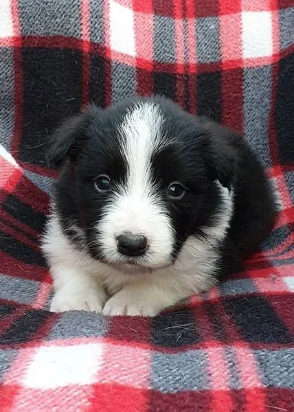 Filhotes de Border Collie | Pet com espírito alegre.