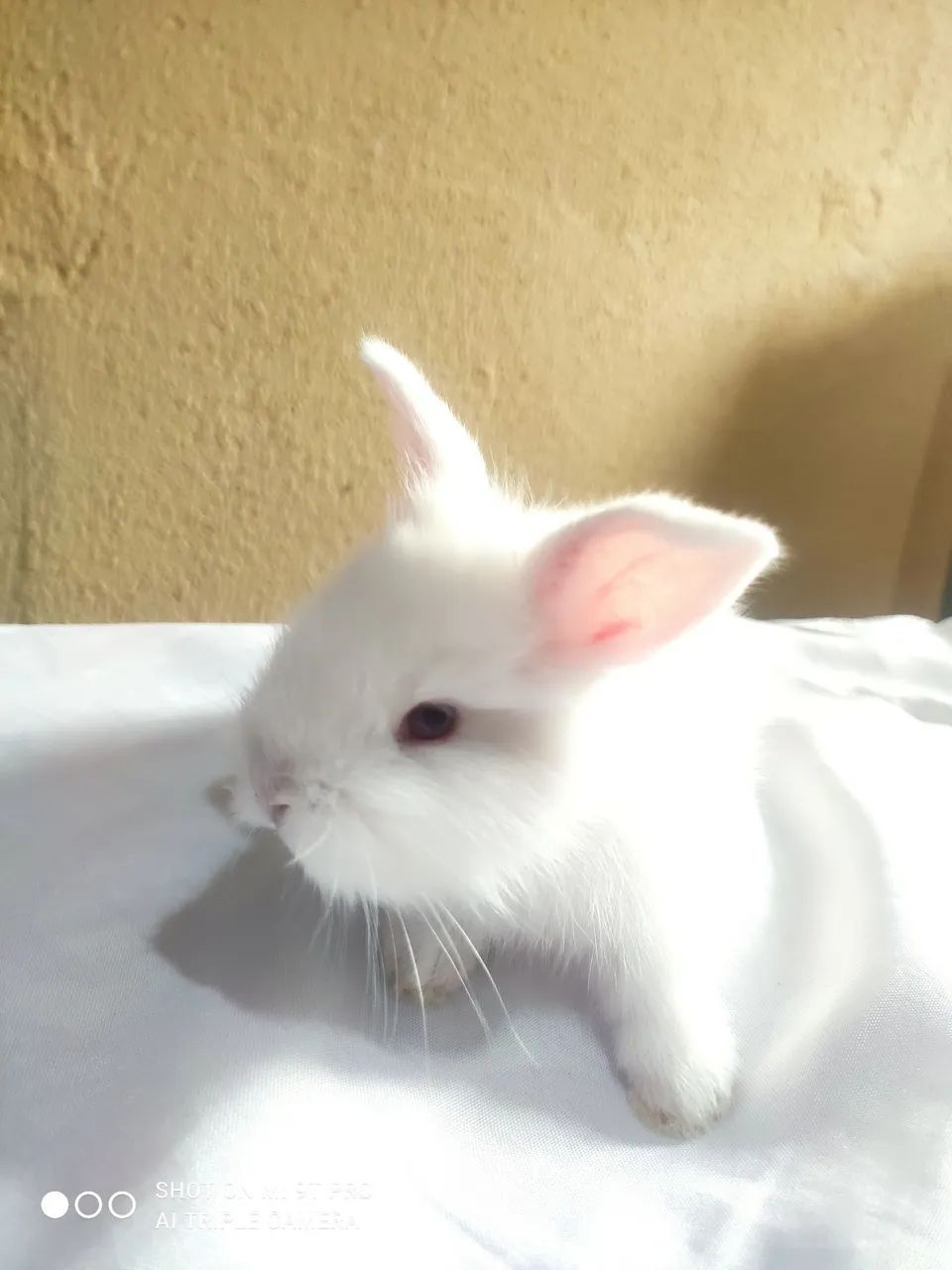Coelho místiço holandês  - Foto 5