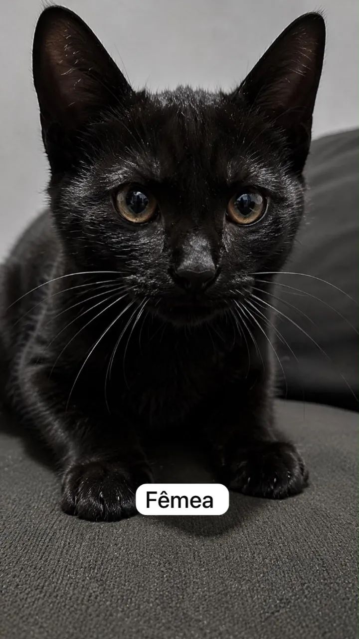 Gatinhos filhotes 