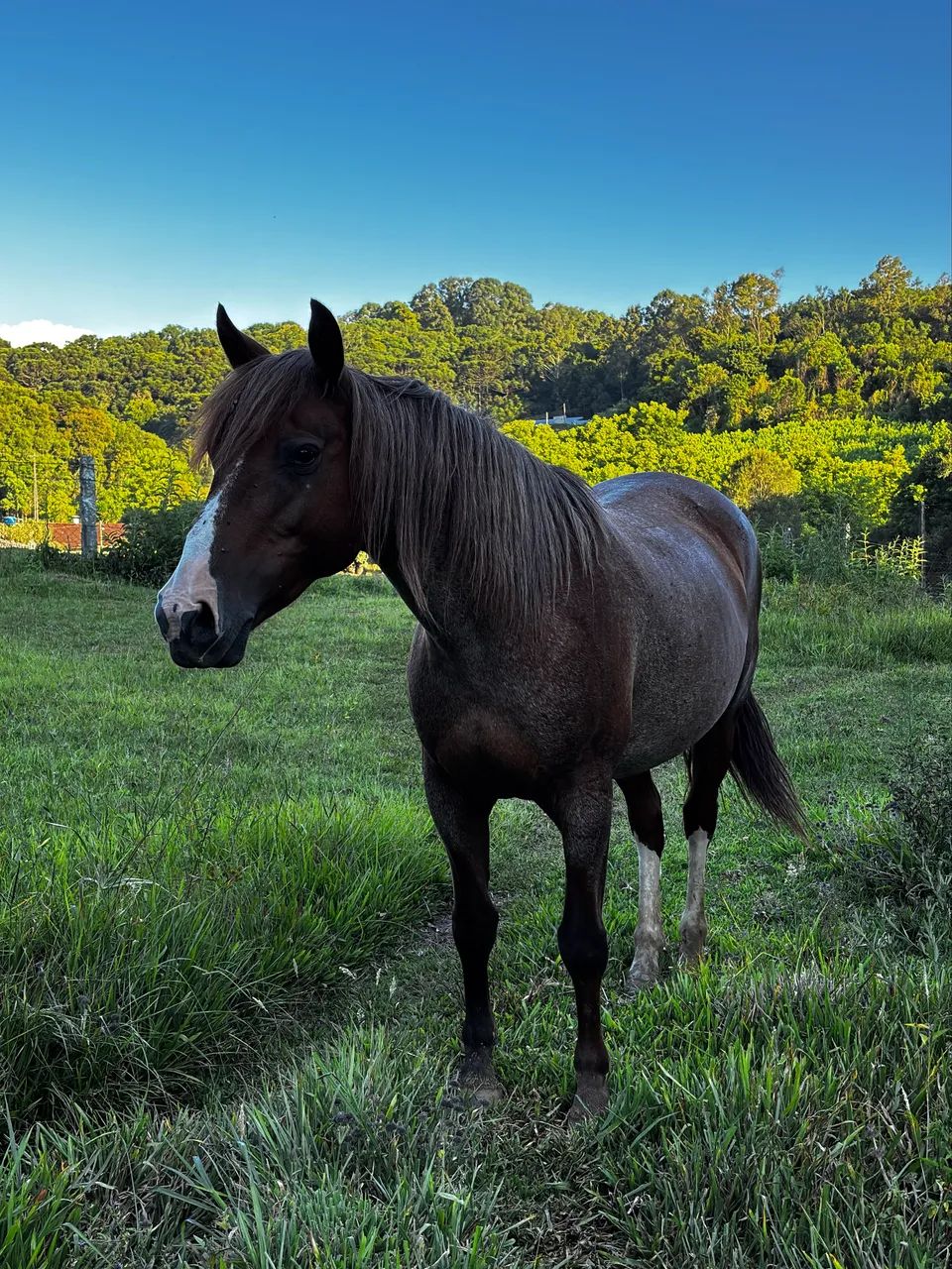 Égua Crioula - Foto 3