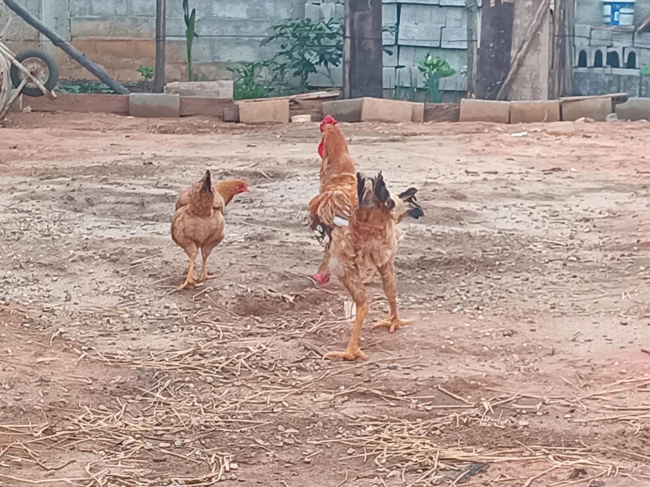 Vendo galinhas  - Foto 2