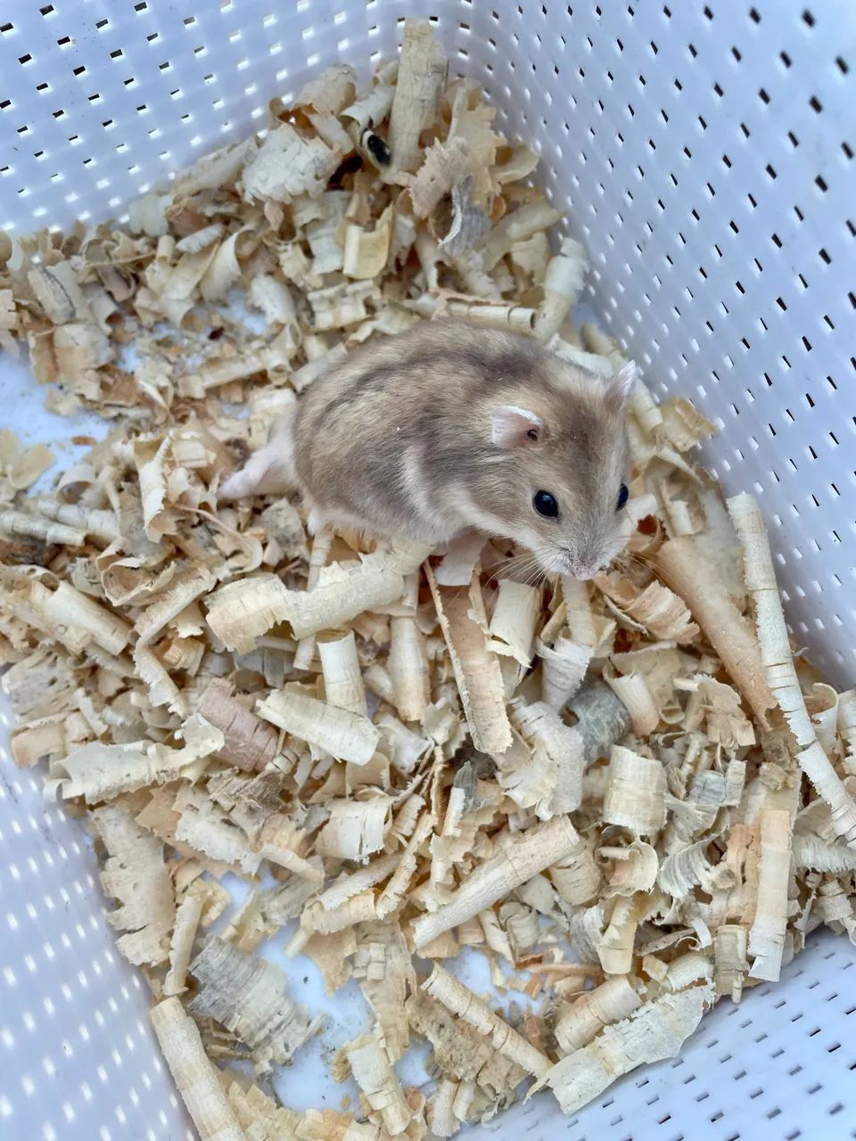 Hamster anão russo filhotes
