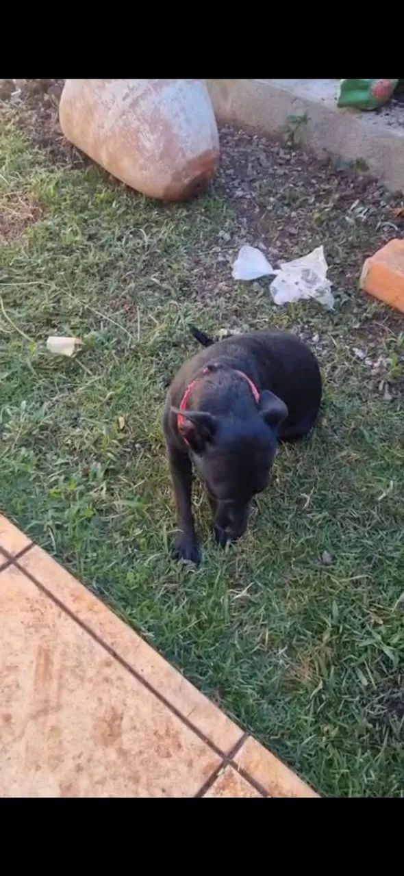 Cachorro  - Foto 2