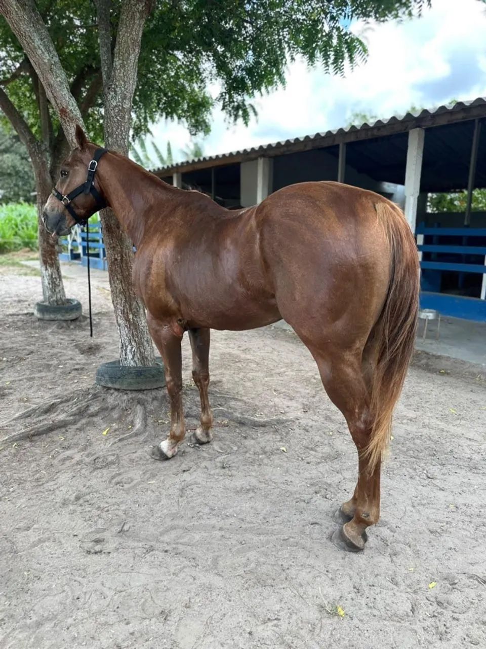 Cavalo de esquerda  - Foto 3