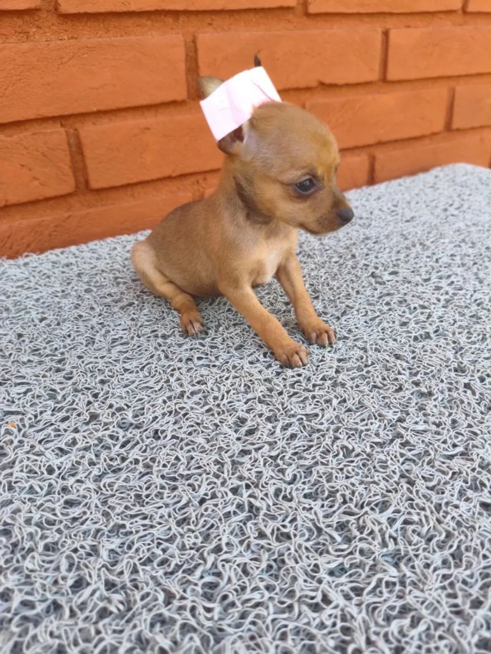 Filhotes de pinscher lindos e saudáveis