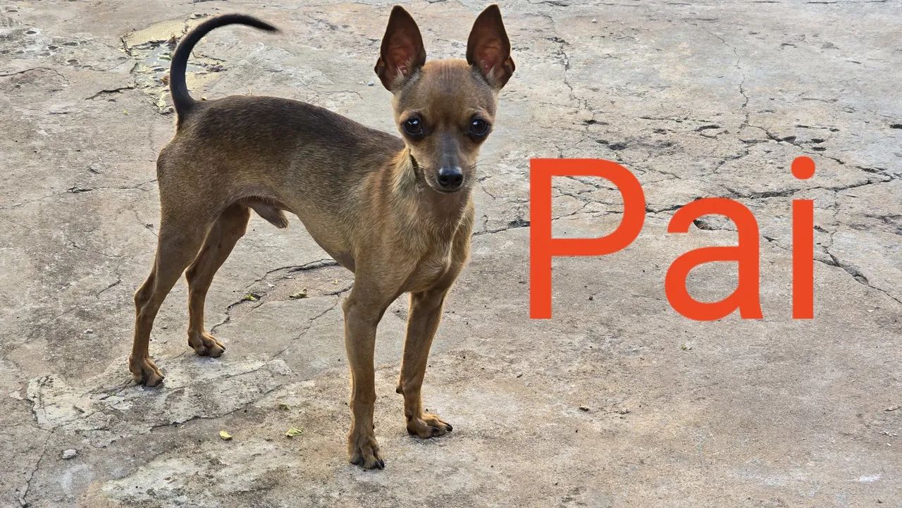 Pinscher Macho 01 - Foto 5