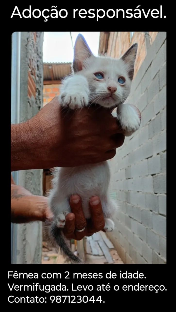 Adoção responsável  - Foto 3