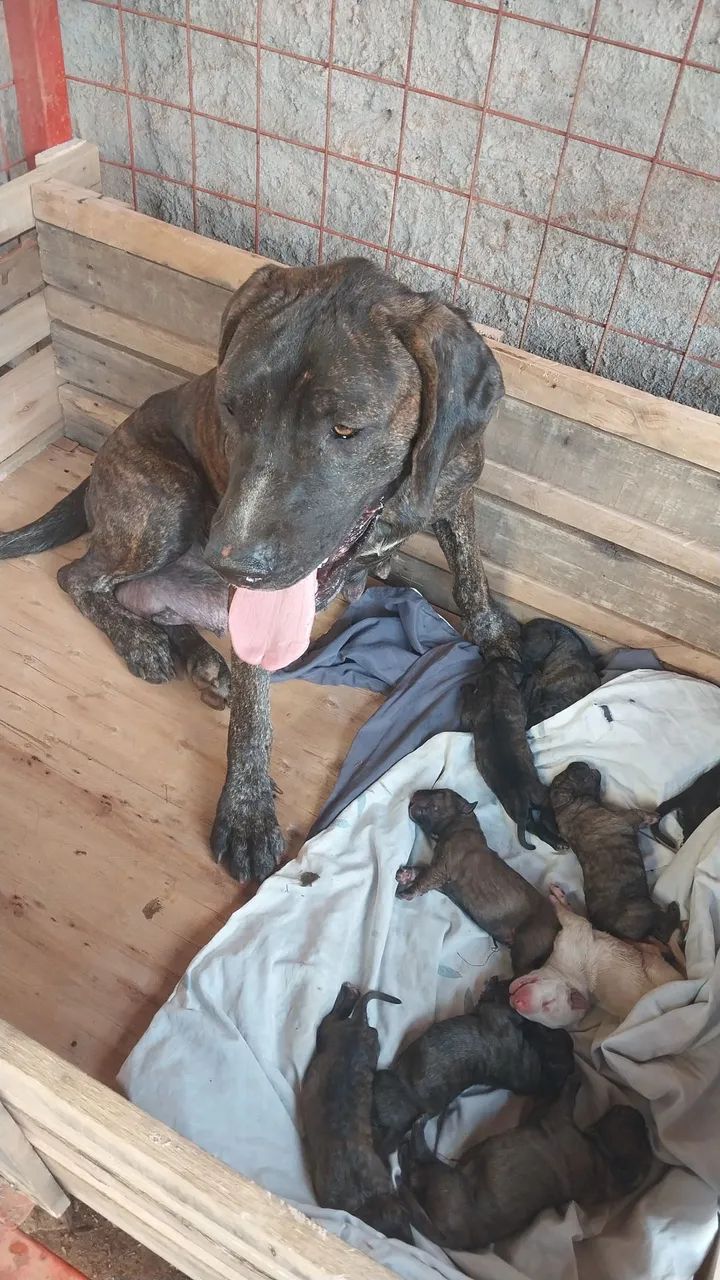 Cane corso italiano... - Foto 3