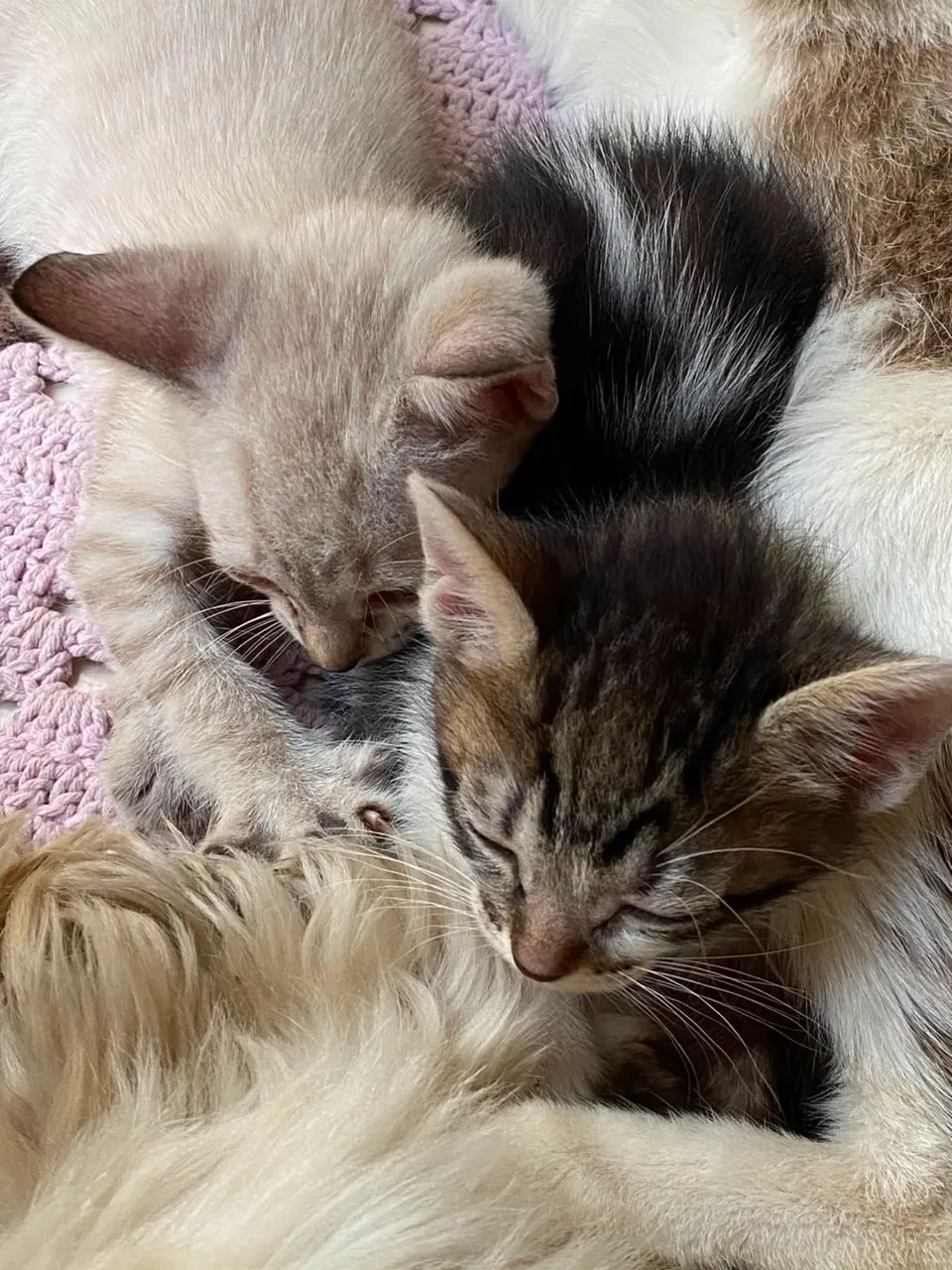 Gatos - Foto 3