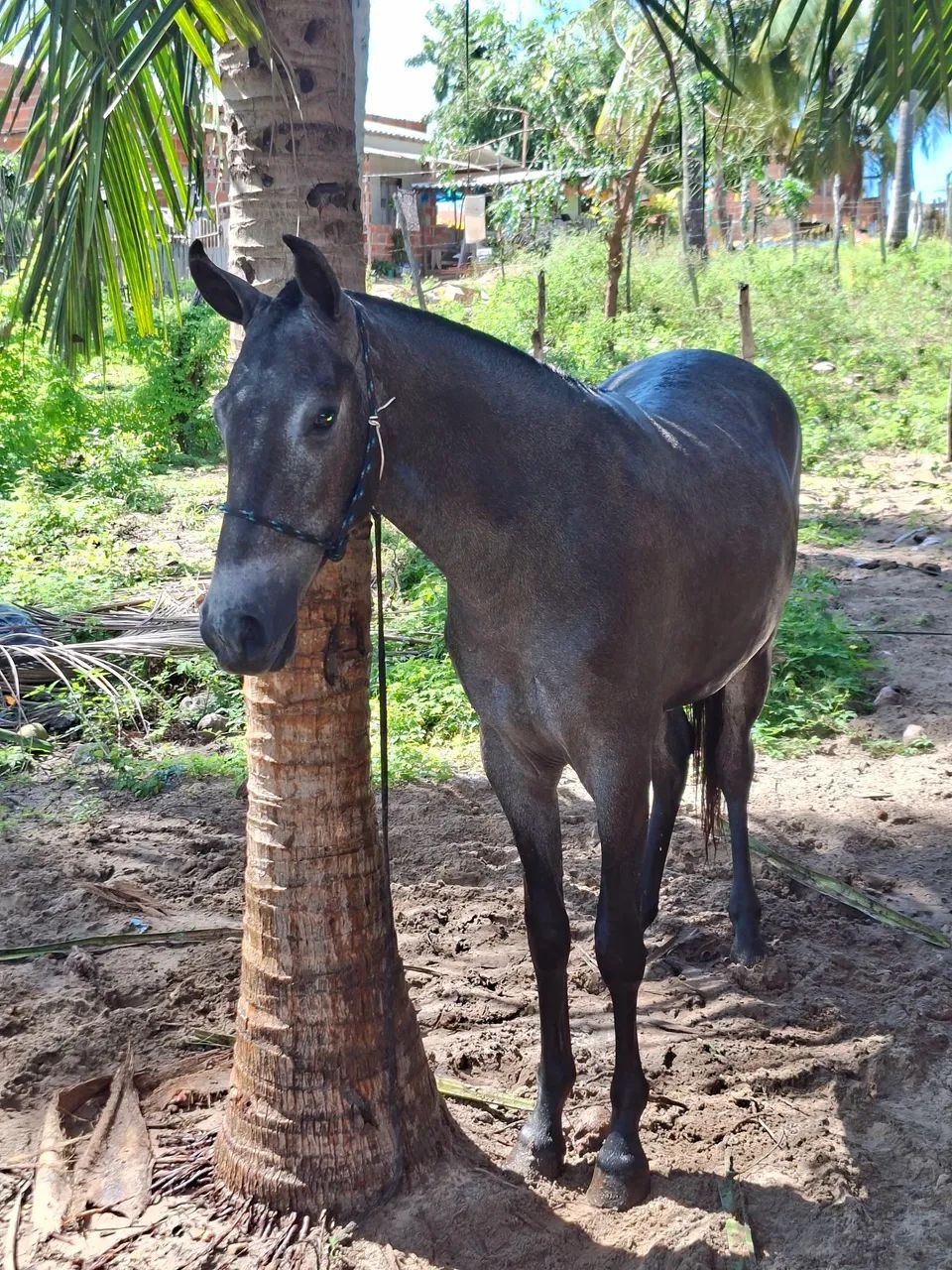 Potro Mangalarga 