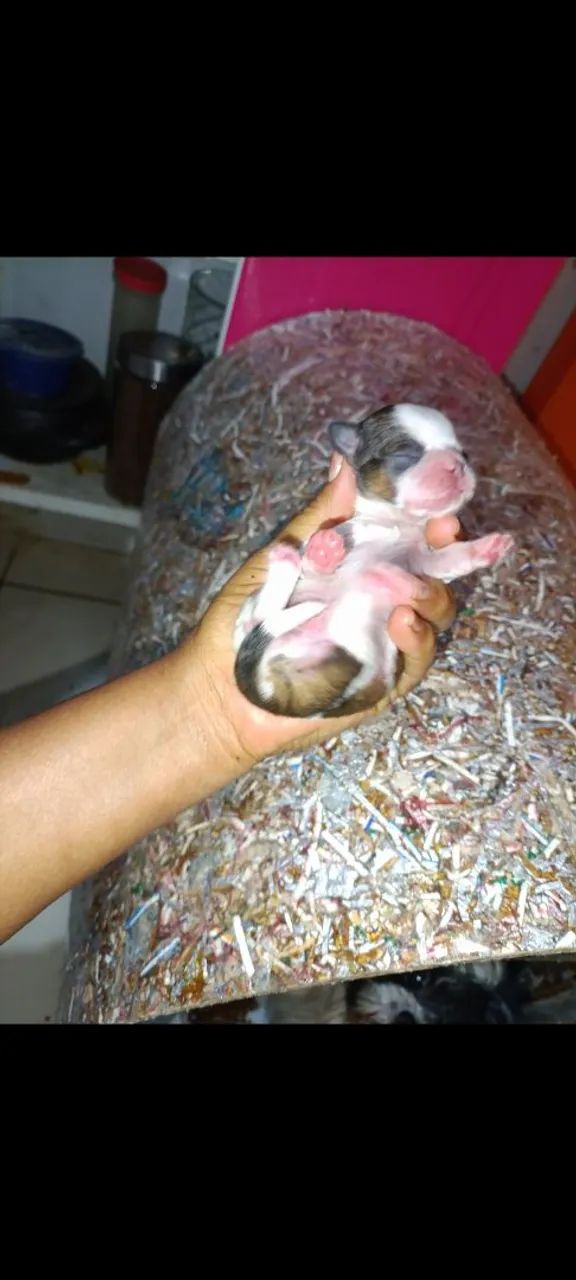 Shitzu mini - Foto 3