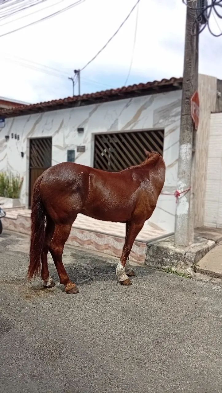 Cavalo  - Foto 4