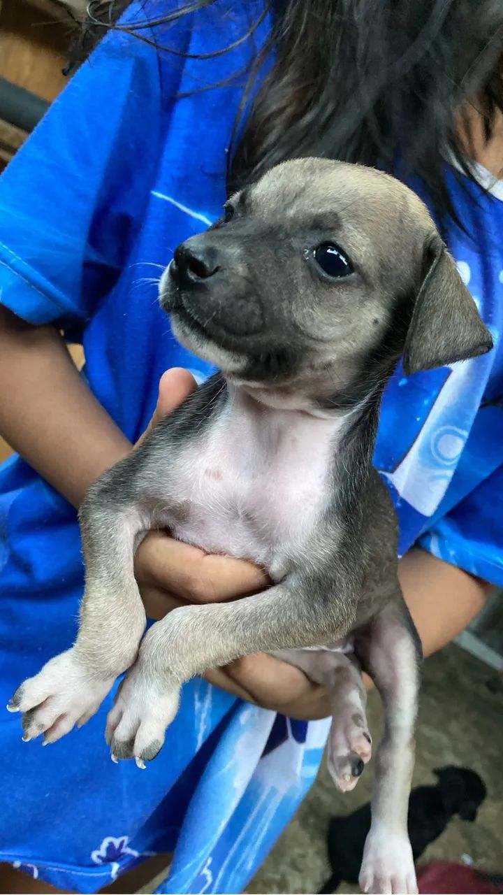 Cachorros - Foto 5