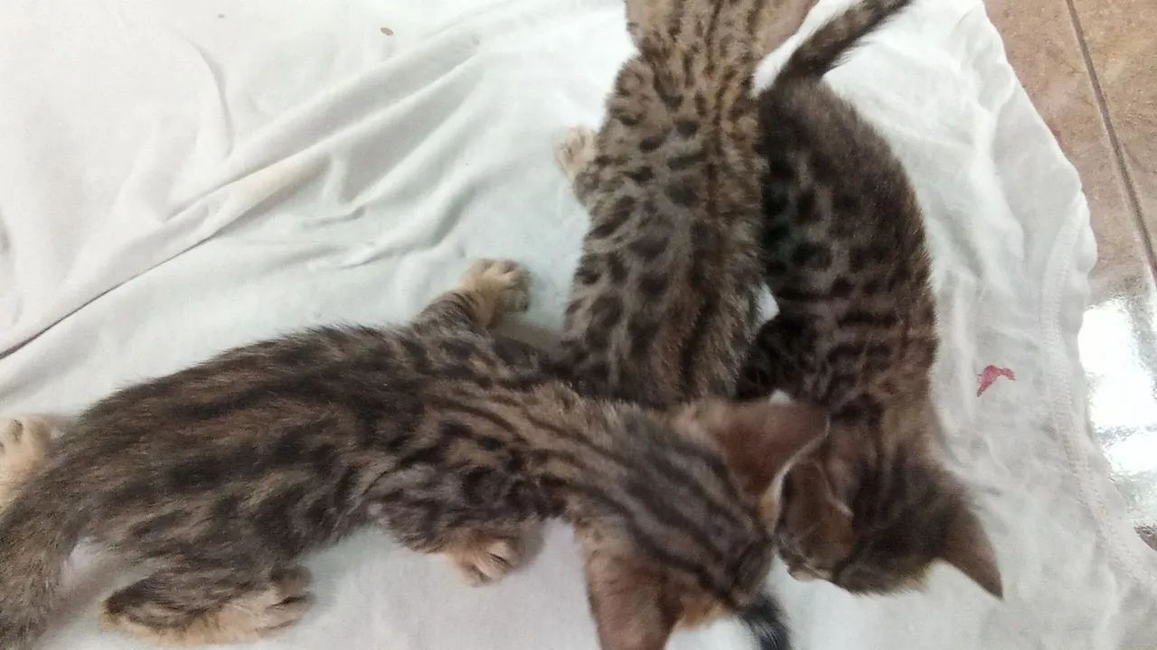 Filhotes Gato Bengal Lindas Rosetas Pedigree linhagem Européia   - Foto 3