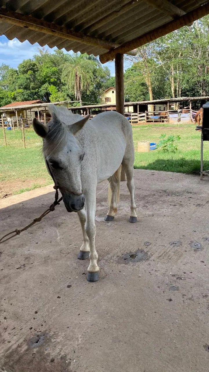 Cavalo e charrete e areios