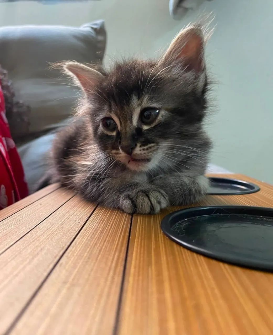 Gatinhas fêmeas lindas, fofas e dóceis. - Foto 2