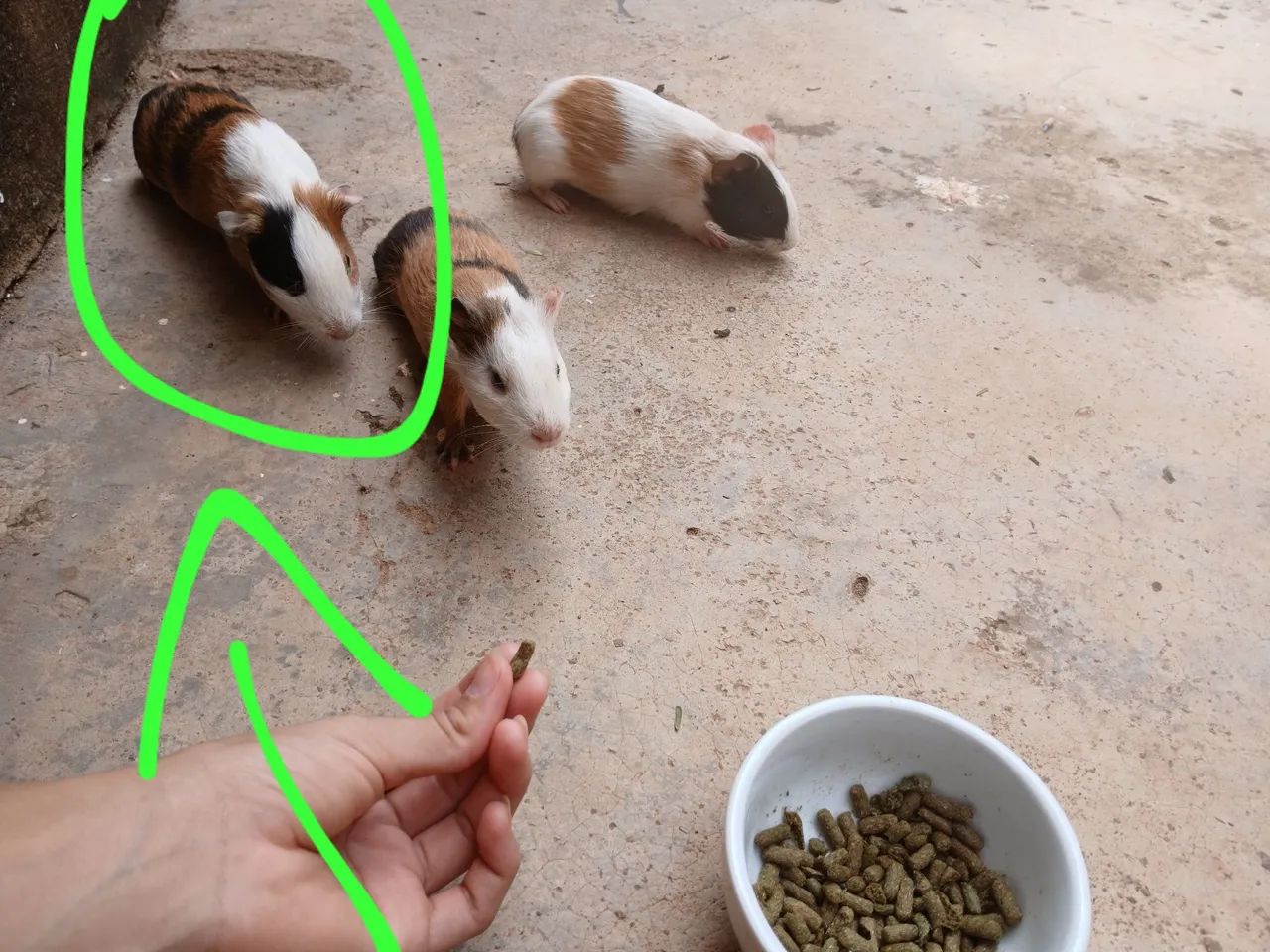 Procura-se porquinho da Índia que fugiu, Bairro Mariana, recompensa de 100 reais! - Foto 2