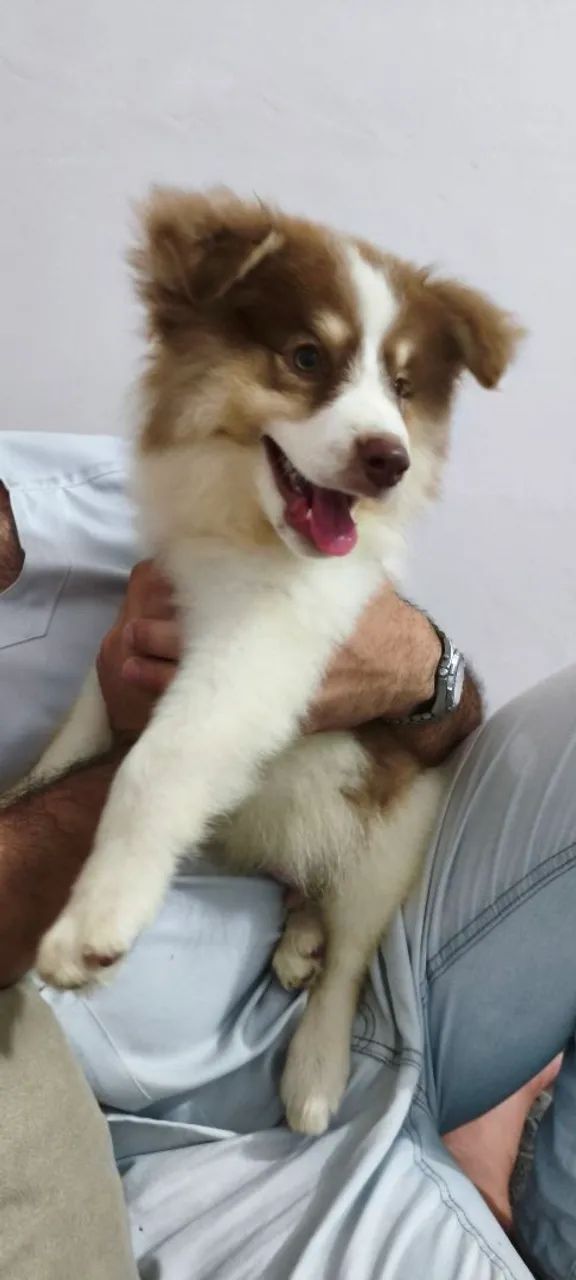 Vendo cachorro boldercolier - Foto 2