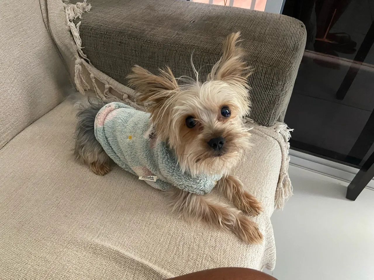 Pet - Foto 2