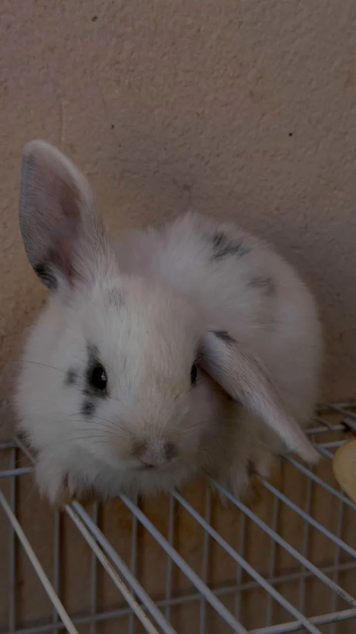 Coelho mini lop puros