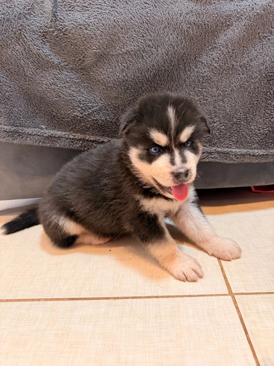 Husky siberiano - Foto 5