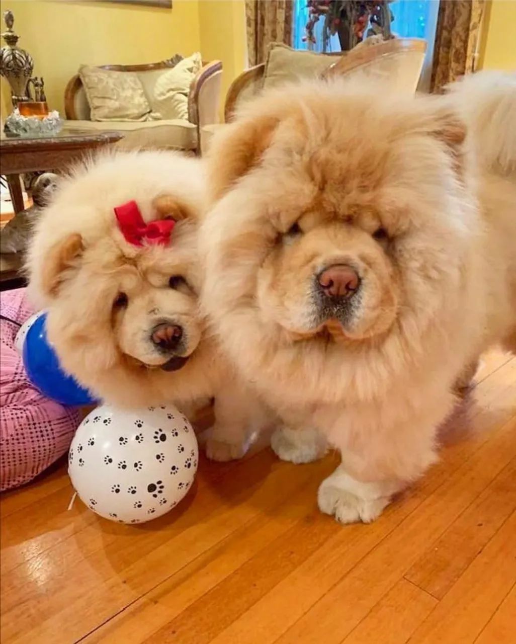 Chow chow americano top 