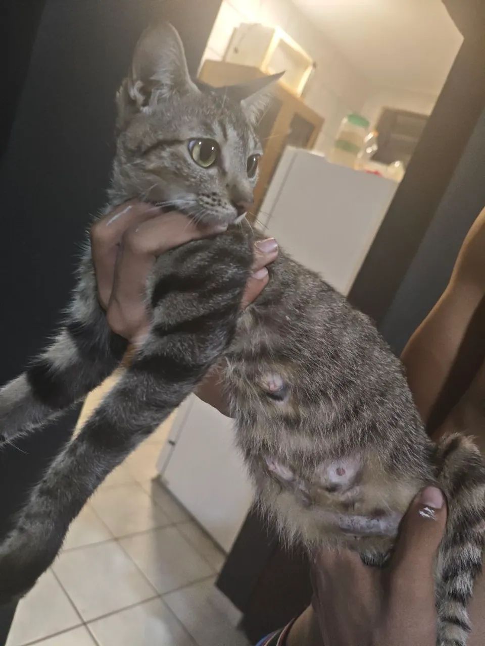 Gata para adoção responsável - Foto 2