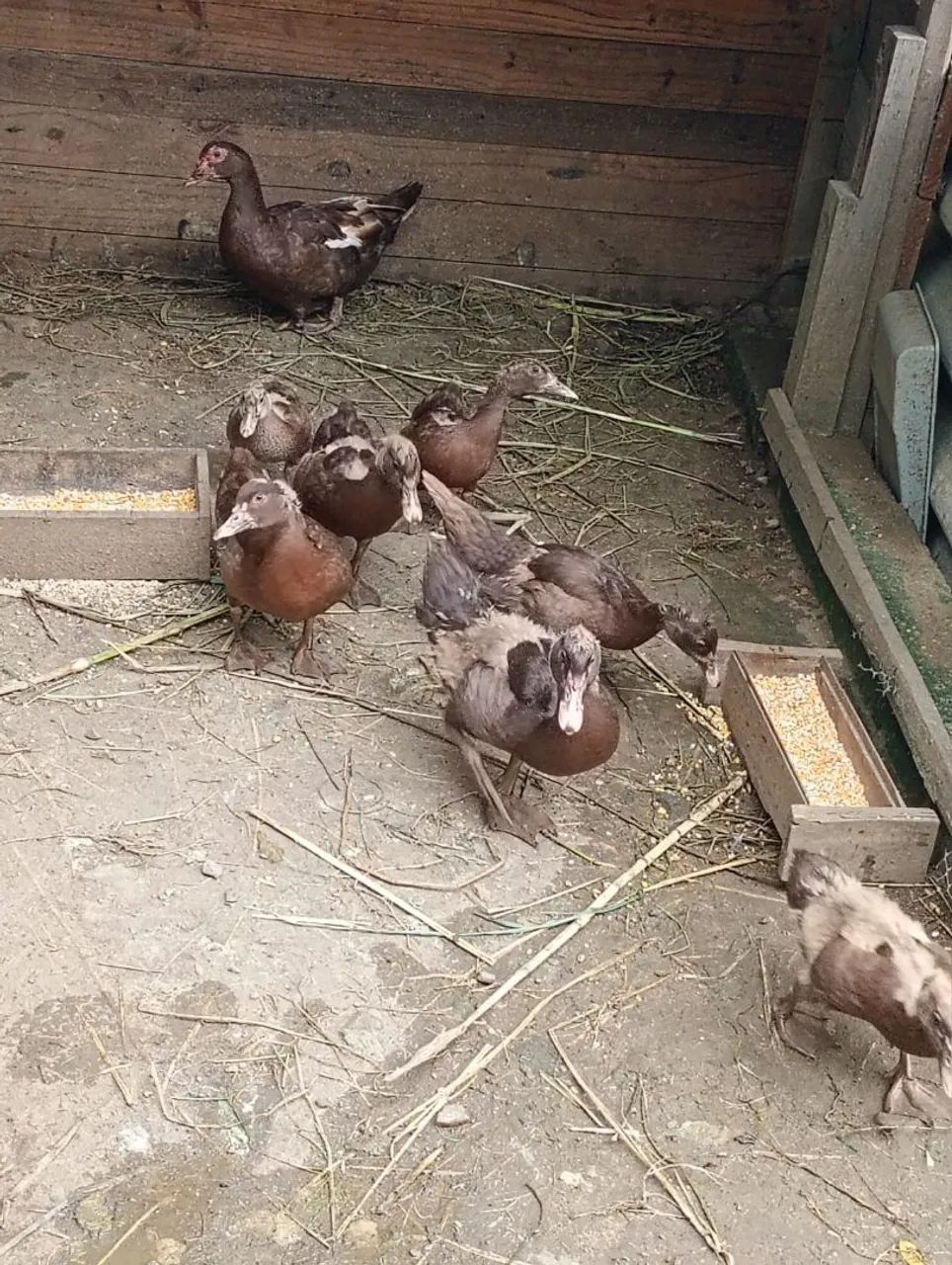 Patos