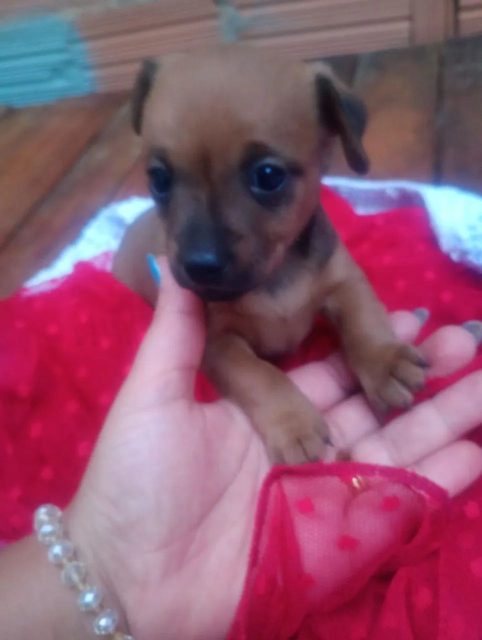 Pinscher 1 