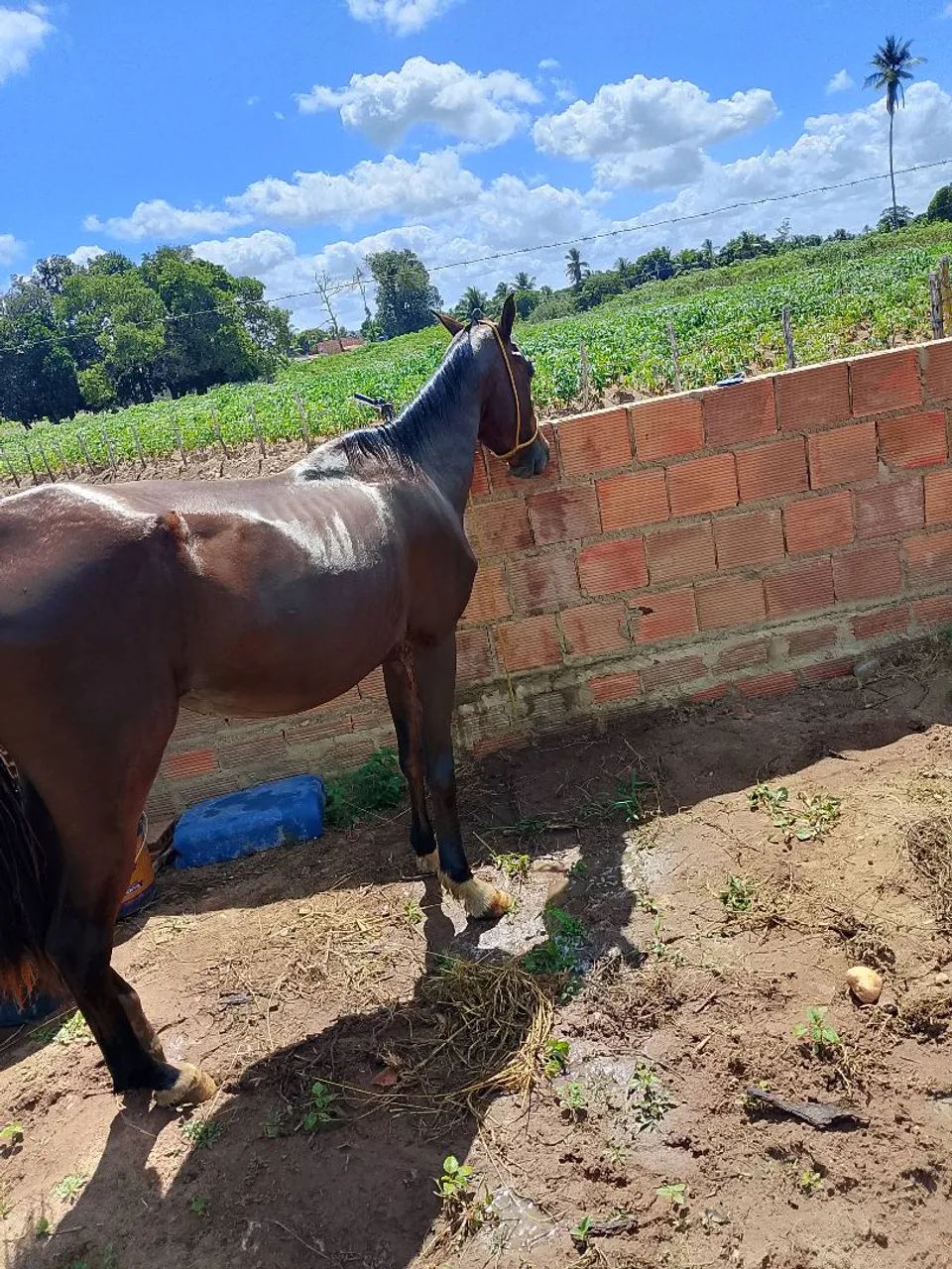 Égua  - Foto 3