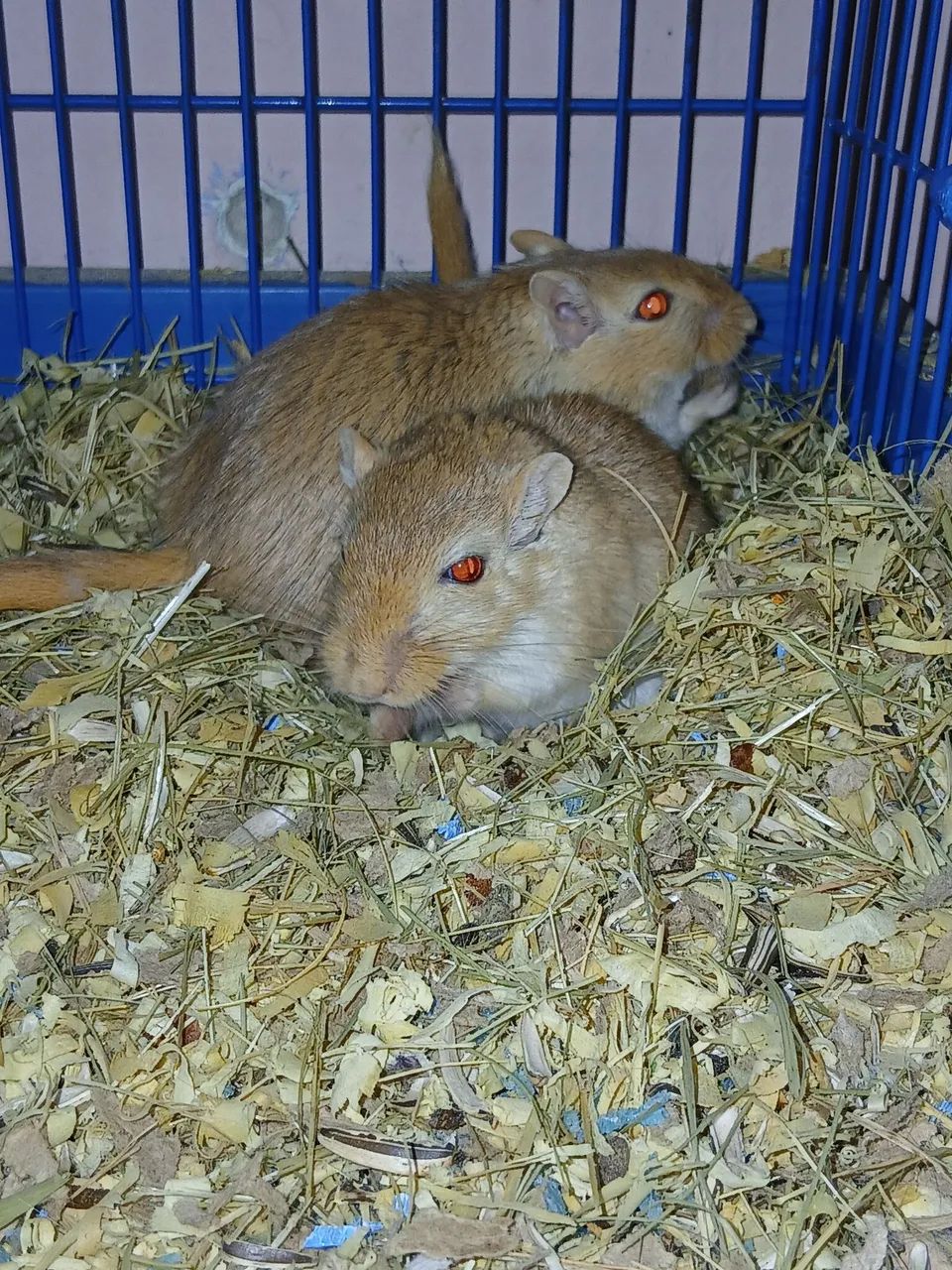 Vendo gerbil
