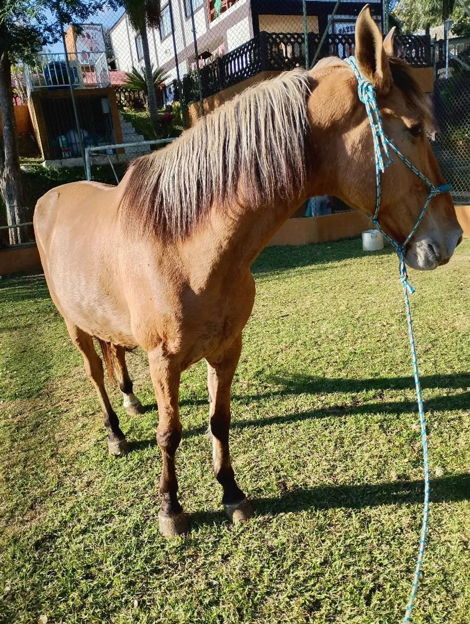 Cavalo  - Foto 3