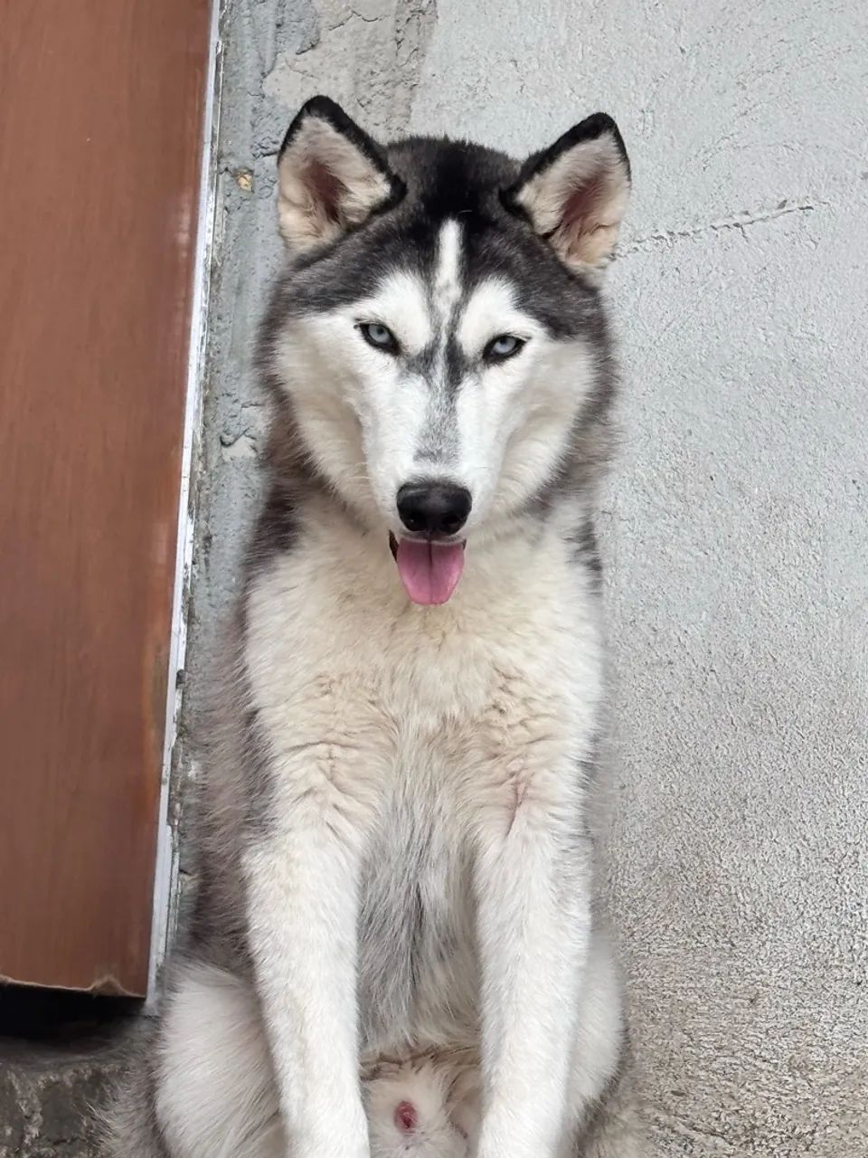 Husky